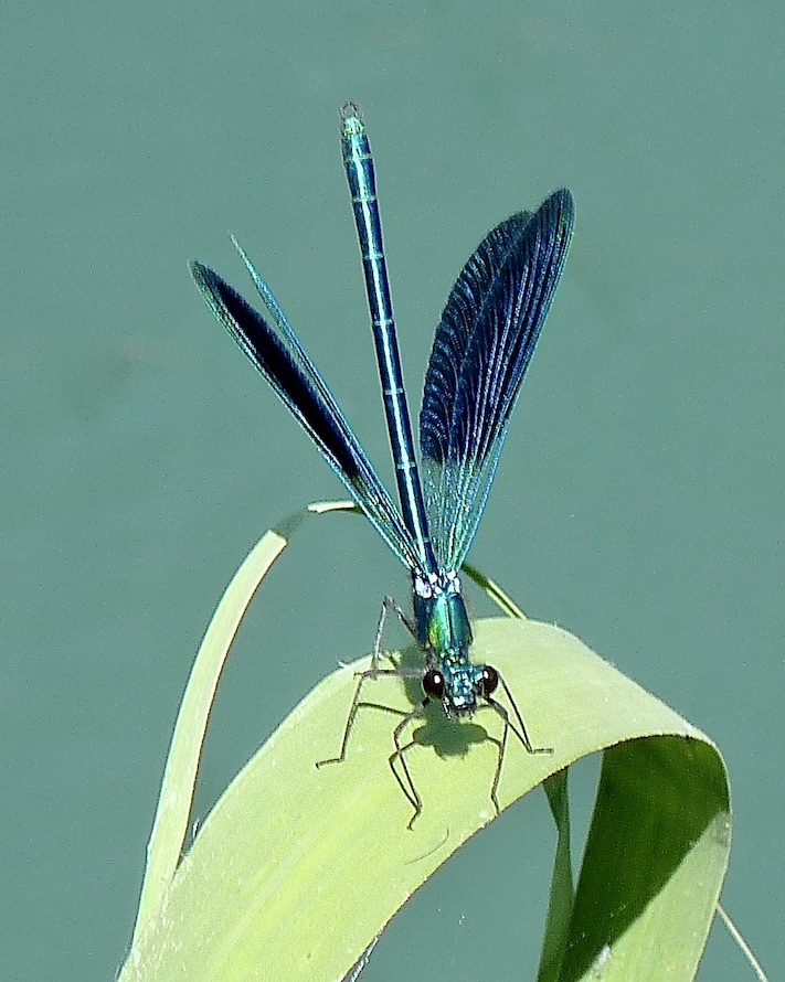 western demoiselle